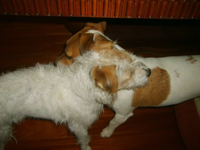 two jack russell terriers