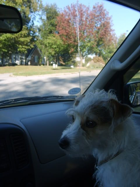 broken coat jack russell,riding in the car,going to pet store