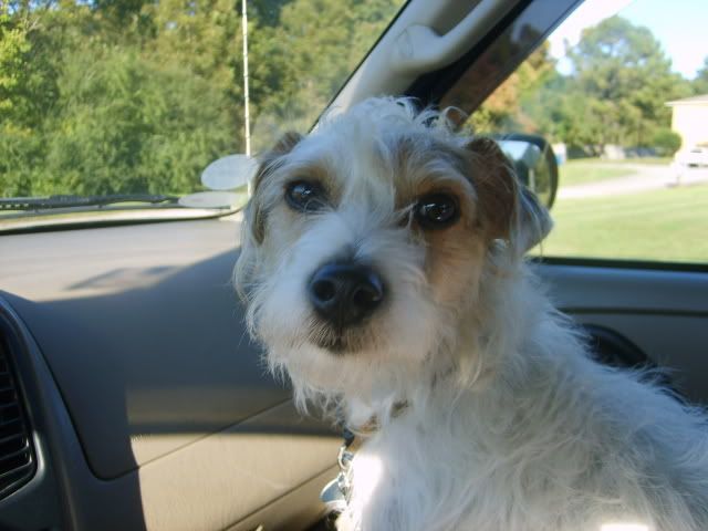 Jack Russell Terrier,jack russell going to the store,pet store