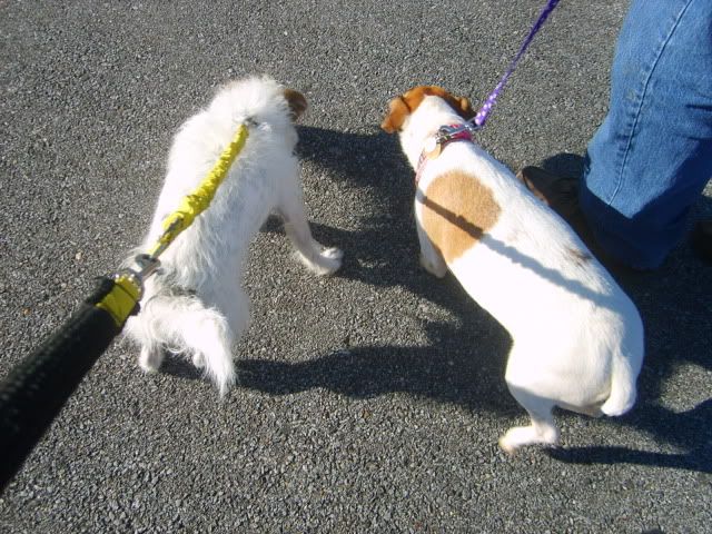 Jack Russell Terrier