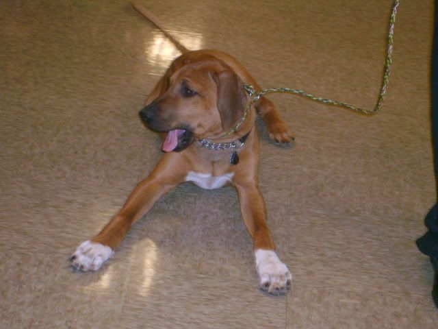 rhodesian ridgeback puppy