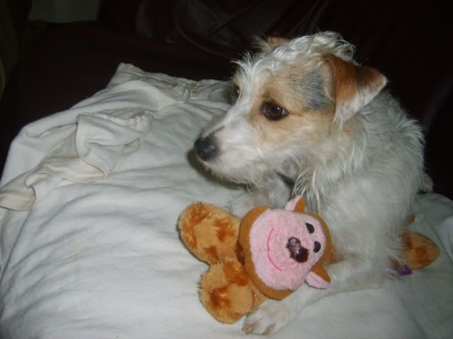 dogs and toys,jack russell and toys,broken coat jack russell