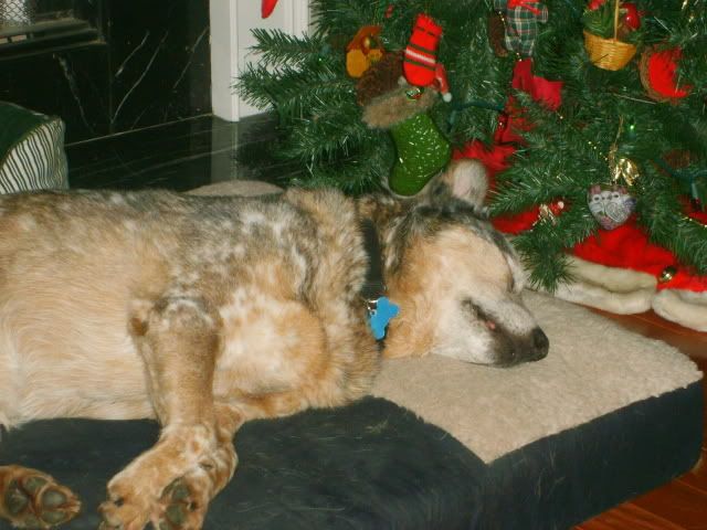 blue heeler,cattle dog