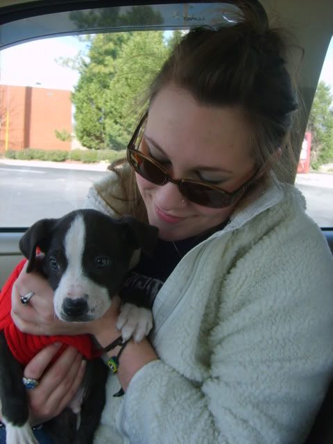 rescue pit mix puppies