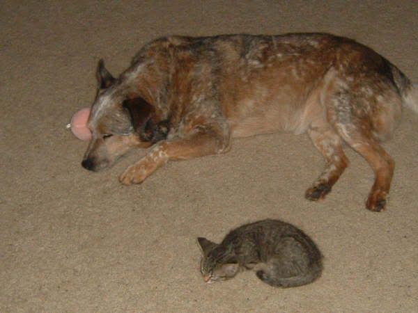 blue heeler,cattle dog,cats,dog,australian cattle dog