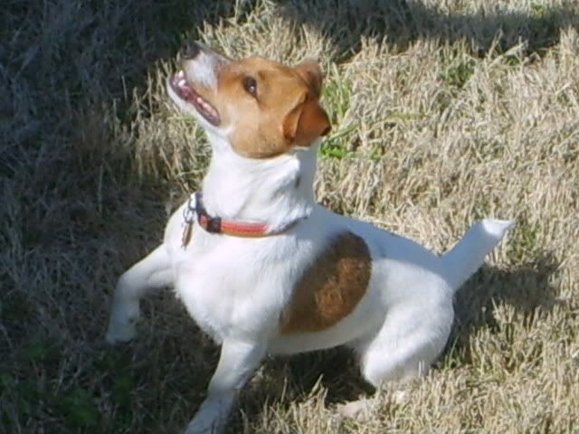 jack russell frisbee