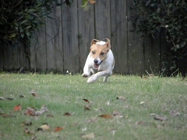 jack russell,JRT,Jack Russell Terrier Frisbee dog