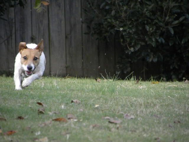 JRT Jack Russell Terrier,Jack Russell Terrier Frisbee dog,Jack russells are fast