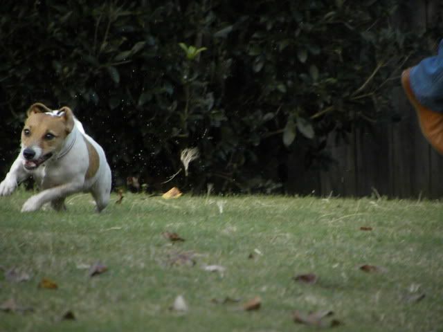JRT Jack Russell terrier,jack russell frisbee,JRT