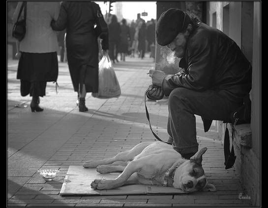 homeless dog,vintage dog picture,sentimental dog portrait,to love a dog