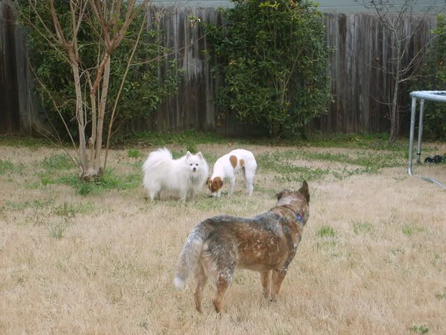 jack russell terrier