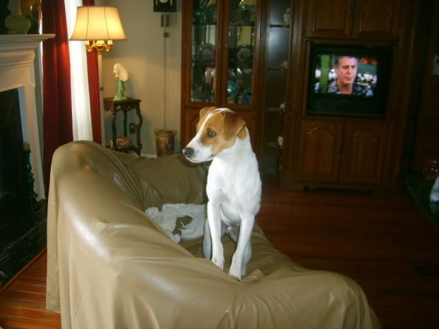 jack russell terrier