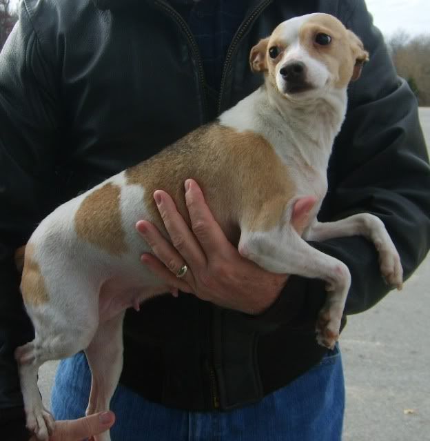 Rat Terrier rescued