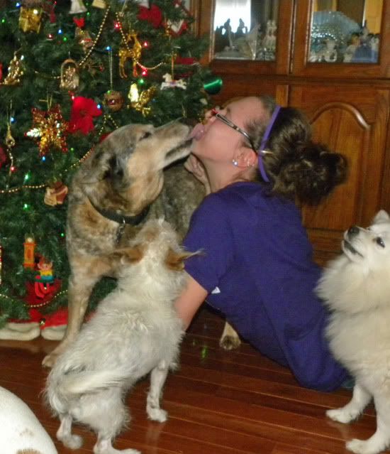 wordless wednesday,Christmas,blue heeler,cattle dog,dog kisses