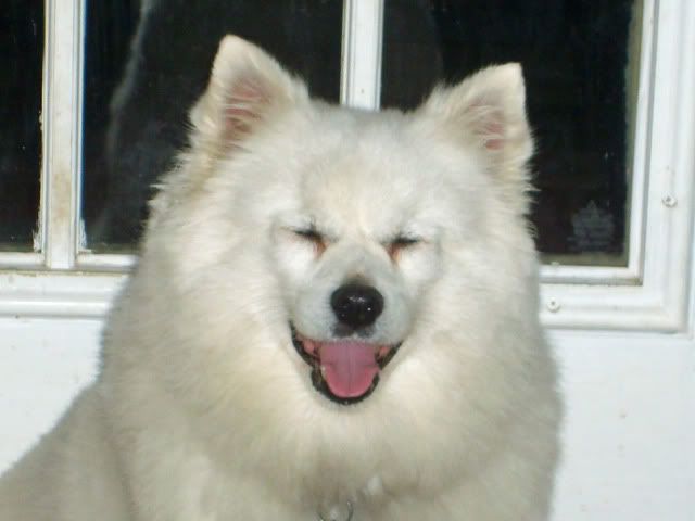 american eskimo dog,Eskie,Eskimo Spitz