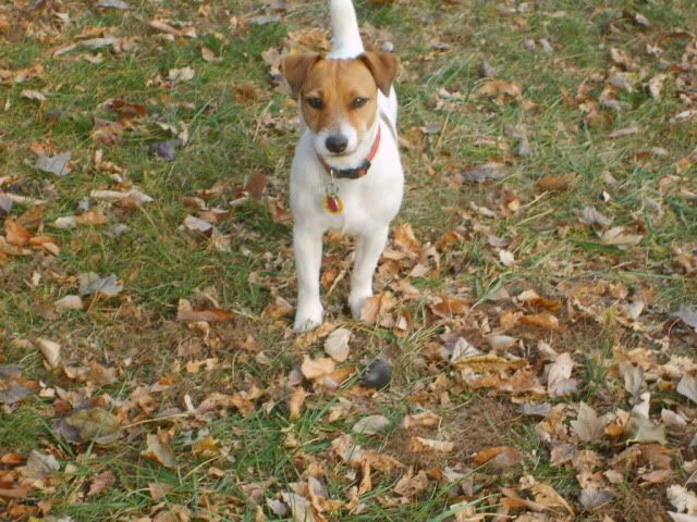 jack russell with mouse