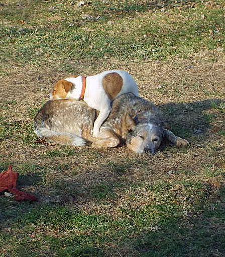 Jack Russell Terrier,blue heeler,cattle dog dog sleeps on dog,jrt,australian cattle dog
