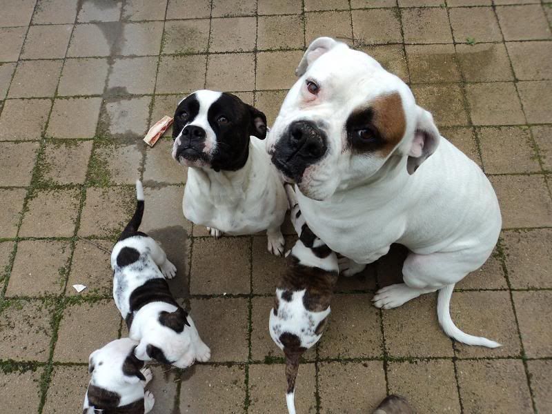 Bulldog Cross Staffy