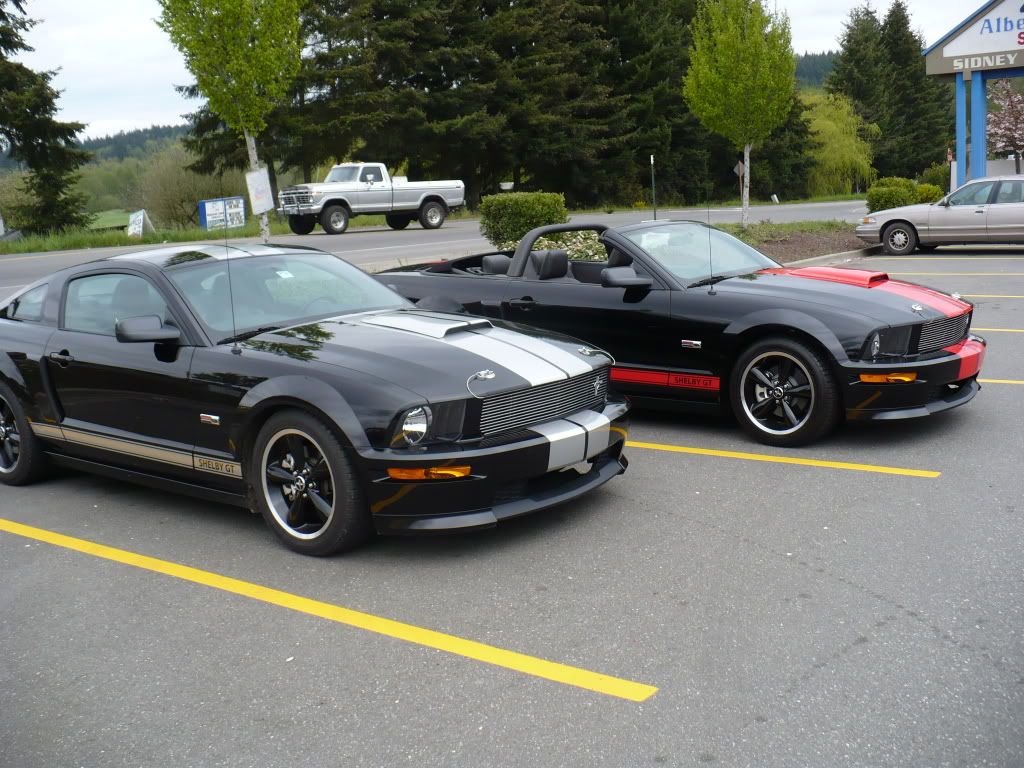 Mustangs003.jpg