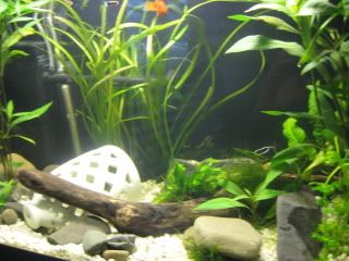 Fishtank003.jpg