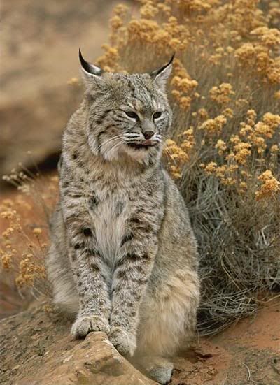 lynx photo: lynx bobcat.jpg