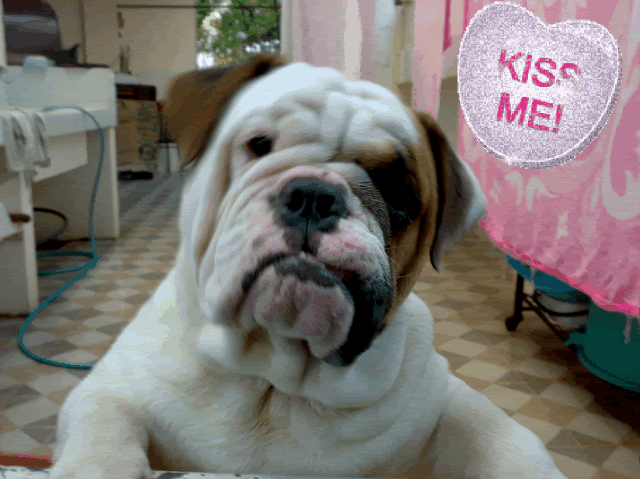 english bulldog cute Pictures, Images and Photos