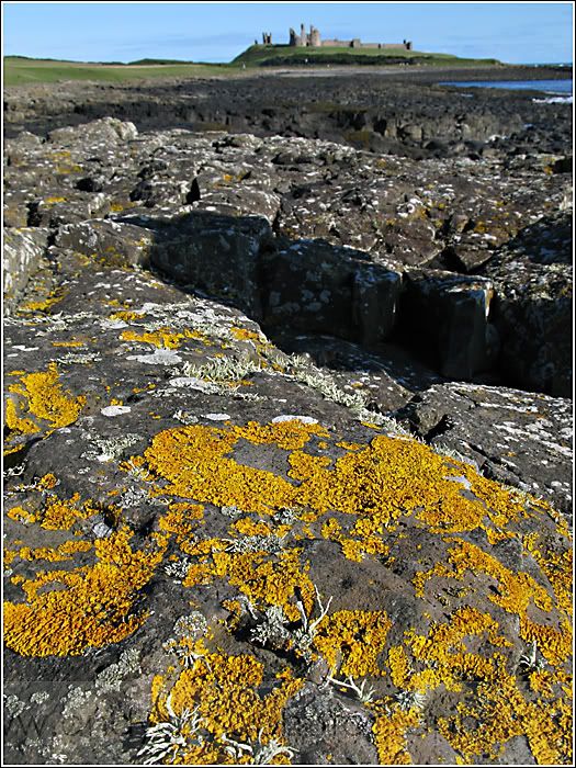 common lichens