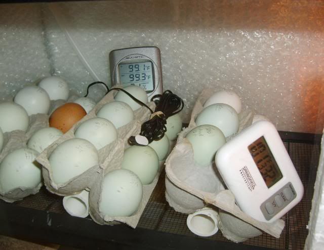 Homemade Incubator - BackYard Chickens Community