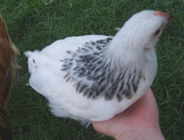 Sexing The Brahma Breed Standard Size Light Brahma Backyard Chickens Learn How To Raise 