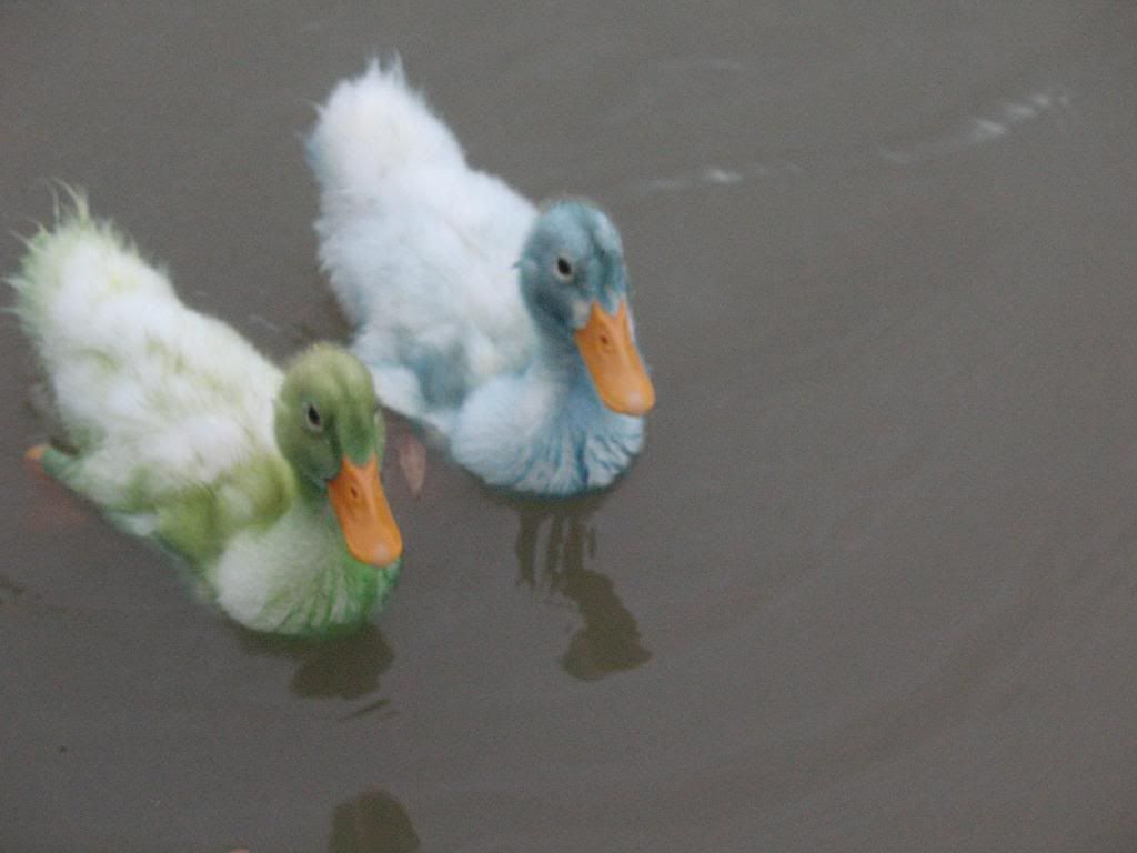 Pet Store Ducks
