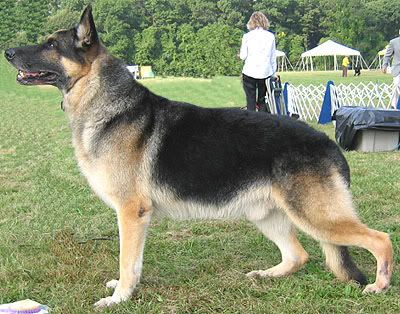 german_shepherd_h02.jpg