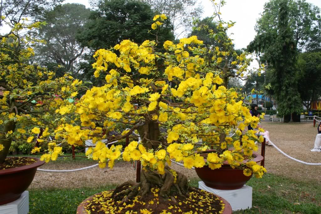 Nhung+Cay+Mai+DEP ... Cay Mai DEP http://agriviet.com/home/threads/46656-Mot-giong-MAI-dep