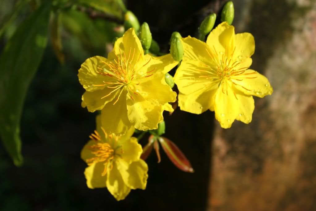 Chúc Mừng Năm Mới.