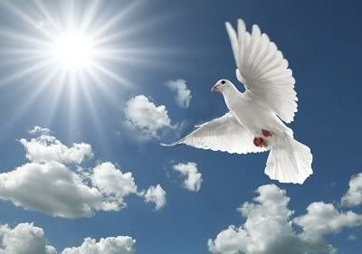 white dove in flight photo: Dove 4622593.jpg