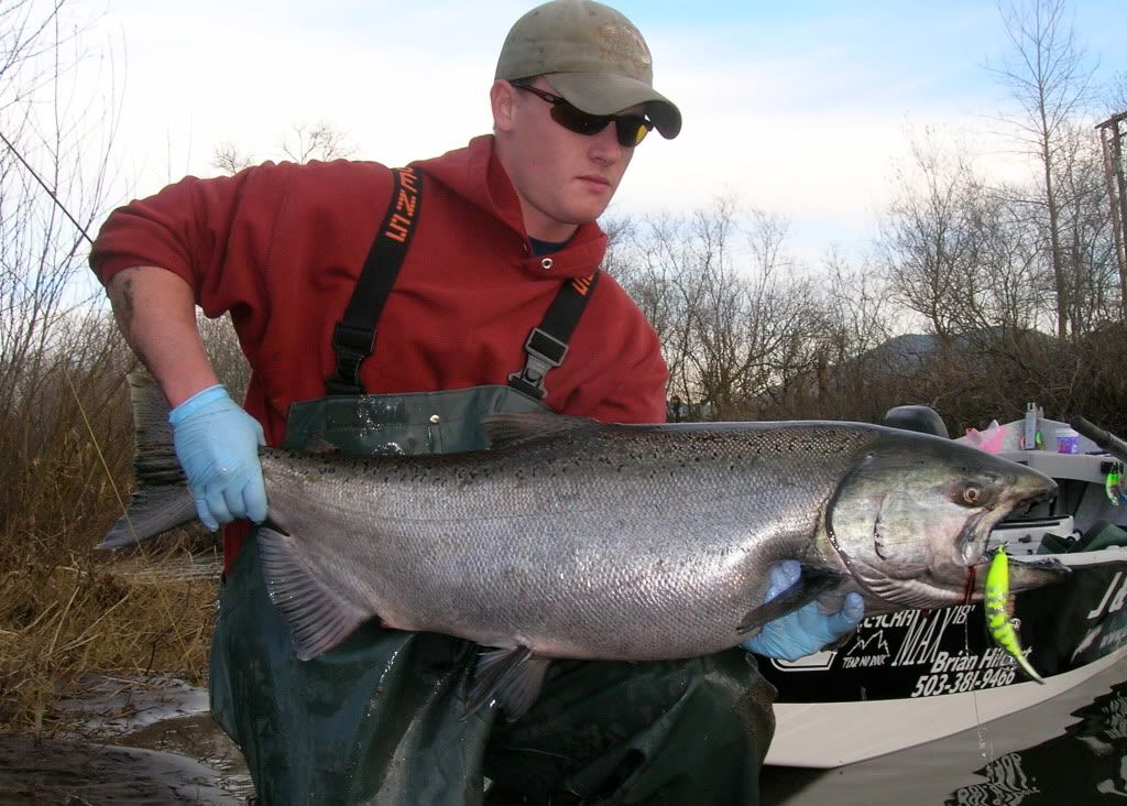 Fall Chinook most prodctive Kwikfish color Northwest Fishing Board Piscatorial Pursuits