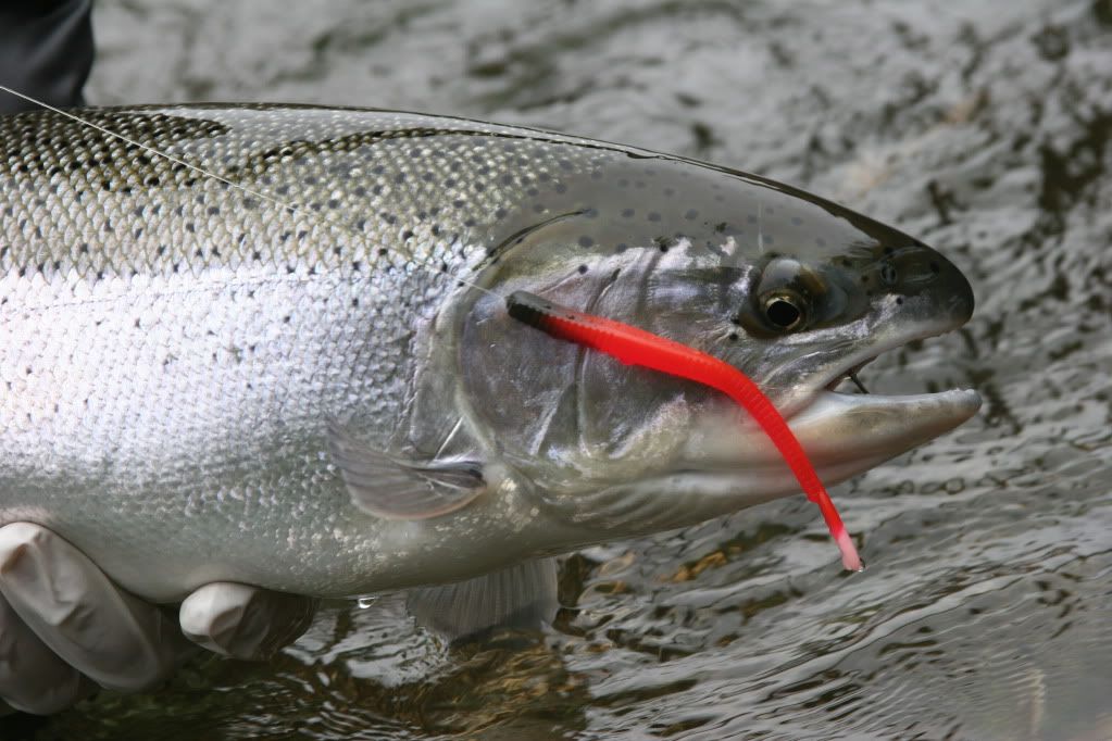 Best WFO worm color/length? Northwest Fishing Board Piscatorial Pursuits' Outdoor Forums