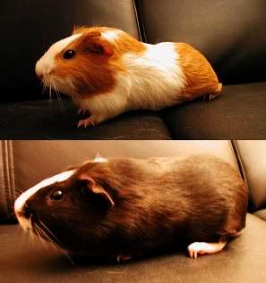 guineapigs.jpg picture by avaramaiju