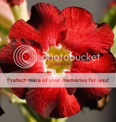 Adenium Obesum Desert Rose Orange Carpet 40 Seeds