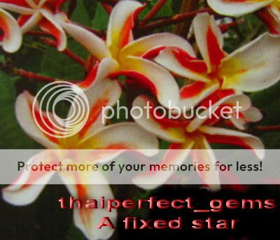 Plumeria Frangipani Flowers "A Fixed Star" 50 Seeds