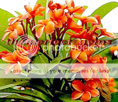 Cutting of plumeria/Plants/CORAL_ORANGE /12 15 inches  