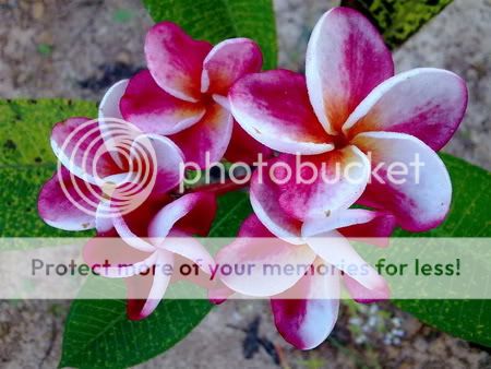 Plumeria/Frangipani/Flowers/Elsie#2/50 seeds