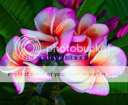 Plumeria/Frangipani/Flowers/Purple pearl/50 seeds  