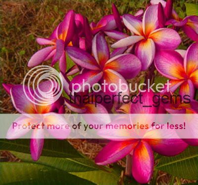 Cutting of plumeria/Plants/purple rainbow/12 15  