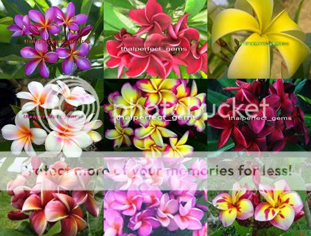 Plumeria/Plants/Flowers/Mixed 9 Type Fresh 1000 Seeds  