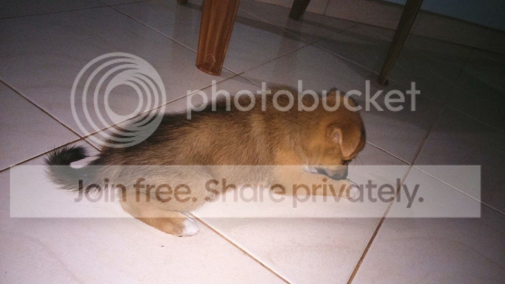 DSC_0028_zpsj57ka76a.jpg
